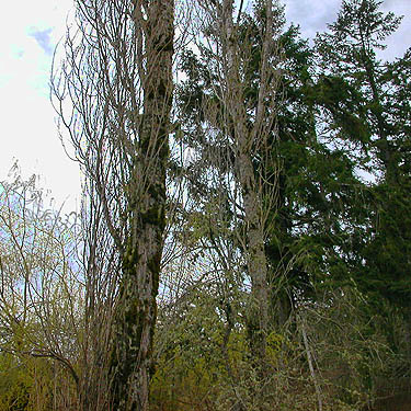 poplar trees at Rapjohn Lake, Pierce County, Washington