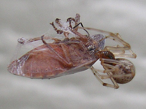 theridiid spider Achaearanea (Parasteatoda) tepidariorum juvenile with prey, Rapjohn Lake, Pierce County, Washington