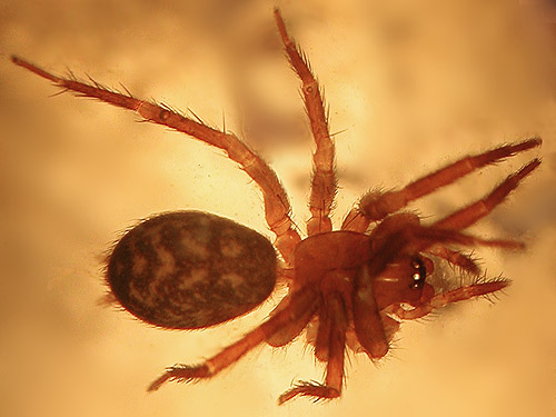agelenid spider Cicurina pusilla female from leaf litter, Rapjohn Lake, Pierce County, Washington