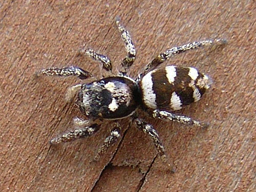 jumping spider Salticidiae Salticus scenicus at Rapjohn Lake, Pierce County, Washington
