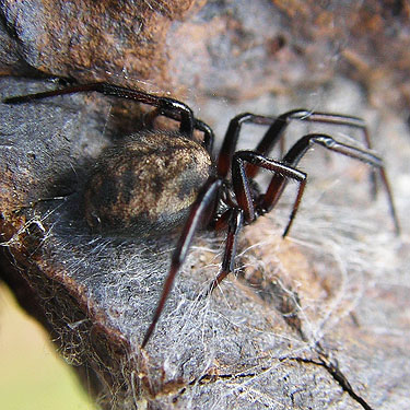 cobweb weaver Theridiidae Steatoda albomaculata female from under rock north of Red Top Mountain, Kittitas County, Washington