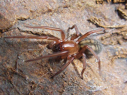 Callobius sp. spider Amaurobiidae under rock, north of Red Top Mountain, Kittitas County, Washington