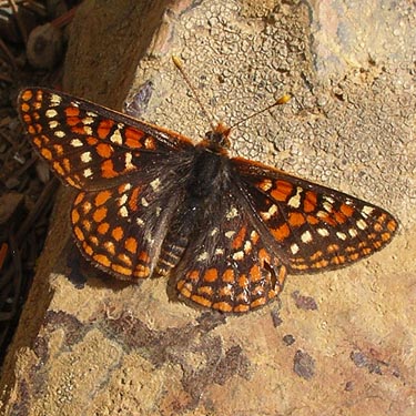 checkerspot butterfly Euphydryas sp., Red Top Mountain, Kittitas County, Washington