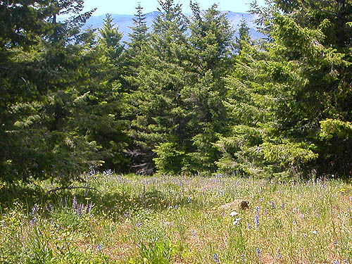 low conifer foliage bordering meadow, north of Red Top Mountain, Kittitas County, Washington