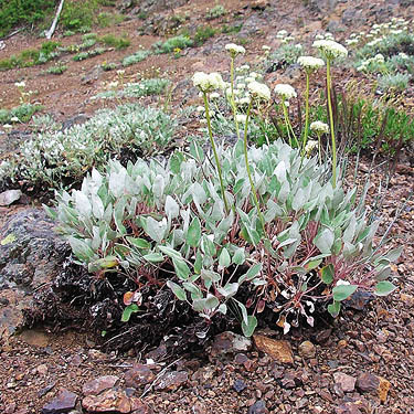 cushion plant on rocky upper slope of Red Top Mountain, Kittitas County, Washington