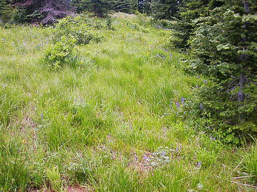 meadow in parkland north of Red Top Mountain, Kittitas County, Washington