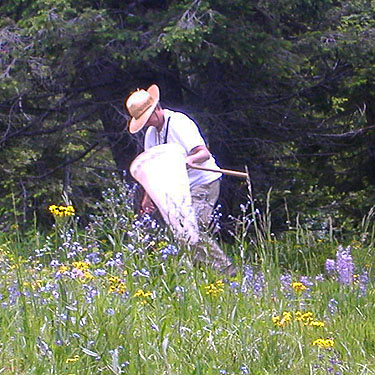 Laurel Ramseyer looking for spiders in Douglas-fir cones, Red Top Mountain, Kittitas County, Washington