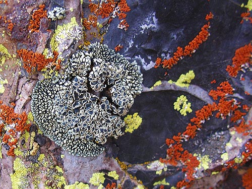 lichens on summit rocks, Red Top Mountain, Kittitas County, Washington