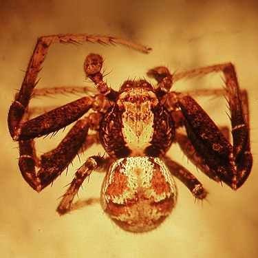 male Xysticus locuples crab spider, Thomisidae, Liberty Meadow, near Liberty, Kittitas County, Washington