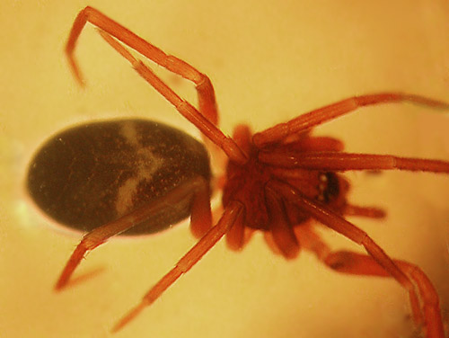 Scotinella anti mimic spider, meadow north of Red Top Mountain, Kittitas County, Washington