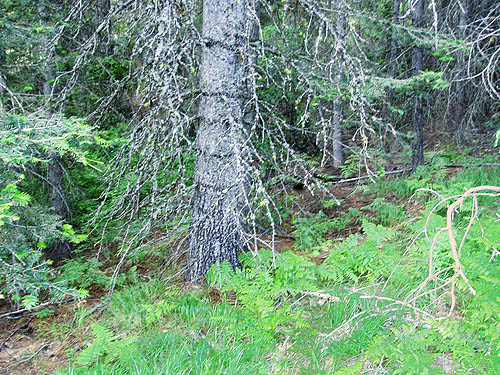 forest at lower (Blue Creek) trailhead, Red Top Mountain, Kittitas County, Washington