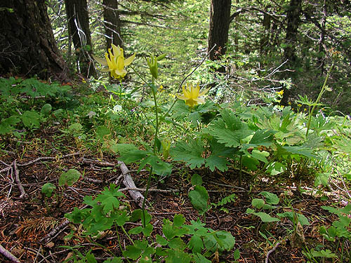 forest understory, north of Red Top Mountain, Kittitas County, Washington