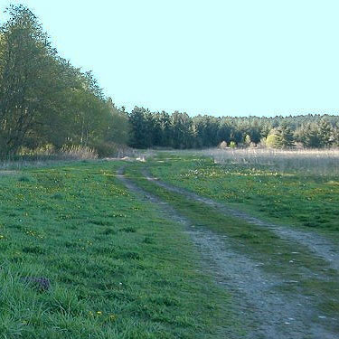 edge of big grass field, pheasant management area on Patmore Road, Whidbey Island, Washington