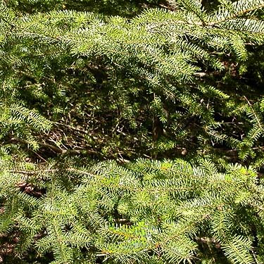 Douglas-fir foliage, Pseudotsuga menziesii, south end Rhododendron Park, Whidbey Island, Washington