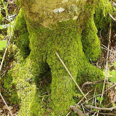 moss on alder trunk, south end Rhododendron Park, Whidbey Island, Washington
