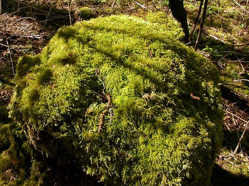moss on stump, south end Rhododendron Park, Whidbey Island, Washington