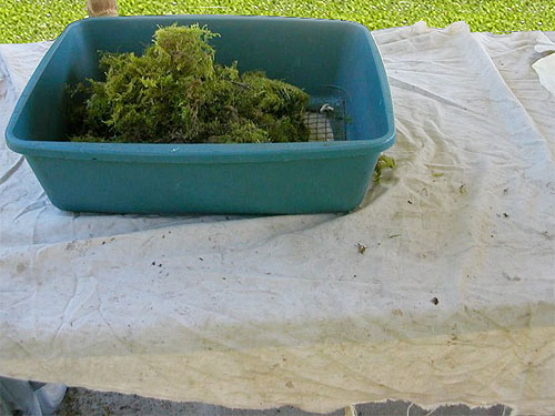 moss-sifting setup on picnic table, S end of Rhododendron Park, Whidbey Island, Washington