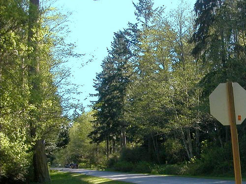 alder groves, Patmore Pit dog park, Whidbey Island, Washington