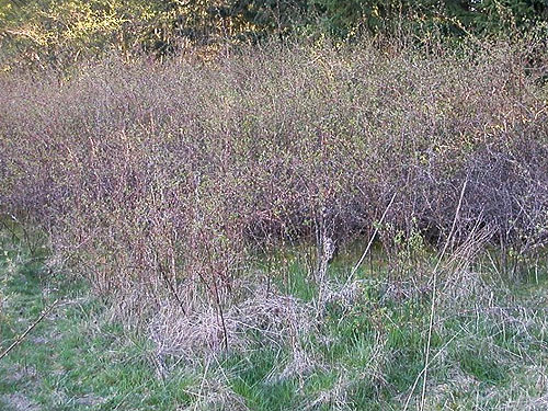 stand of snowberry shrubs Symphoricarpos albus, pheasant management area on Patmore Road, Whidbey Island, Washington
