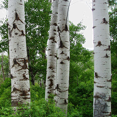 aspen trunks, Populus tremuloides, Rock Island Creek at Indian Camp Road, Douglas County, Washington