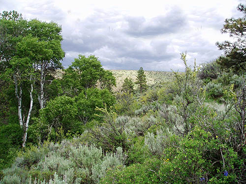 upper edge of riparian habitat, Rock Island Creek at Indian Camp Road, Douglas County, Washington