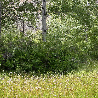creekside grass meadow, Rock Island Creek at Indian Camp Road, Douglas County, Washington
