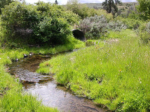 riparian meadow, Rock Island Creek at Indian Camp Road, Douglas County, Washington