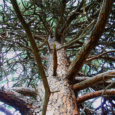 branches of Ponderosa pine tree, Rock Island Creek at Indian Camp Road, Douglas County, Washington