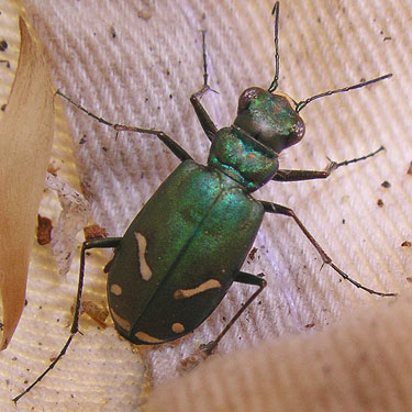 tiger beetle Cicindela purpurea from pine cone, Rock Island Creek at Indian Camp Road, Douglas County, Washington