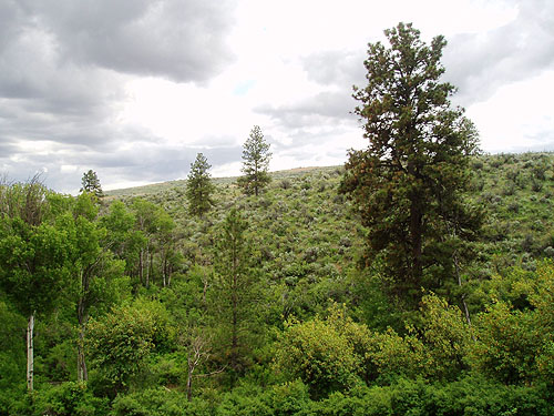 riparian habitat with solitary pine tree, Rock Island Creek at Indian Camp Road, Douglas County, Washington
