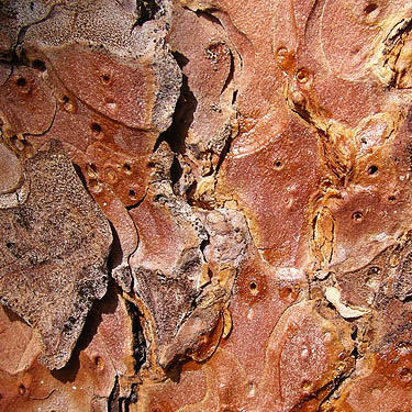 ponderosa pine bark scales, Rock Island Creek at Indian Camp Road, Douglas County, Washington