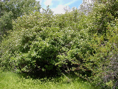 dense, lush riparian shrubs, Rock Island Creek at Indian Camp Road, Douglas County, Washington