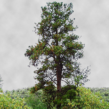 solitary ponderosa pine in riparian shrubs, Rock Island Creek at Indian Camp Road, Douglas County, Washington