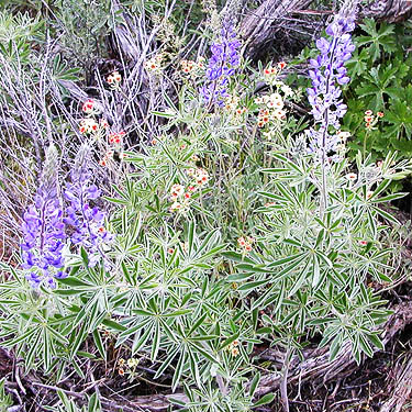 lupine and other steppe flowers, Rock Island Creek at Indian Camp Road, Douglas County, Washington