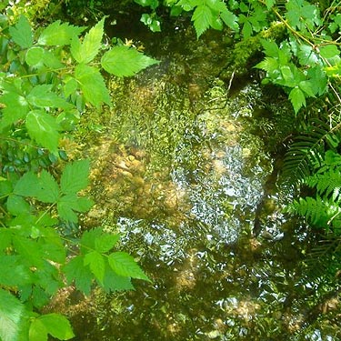 brook called "Gee Creek" on park map, Rocky Creek Conservation Area, Key Peninsula, Pierce County, Washington