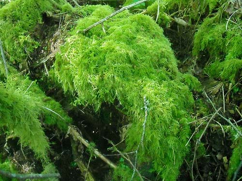 masses of moss on low limbs, Rocky Creek Conservation Area, Key Peninsula, Pierce County, Washington