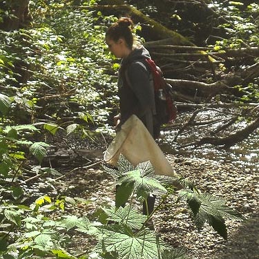 Lindsey Kramer preparing to collect from streamside shrubs, Rocky Creek Conservation Area, Key Peninsula, Pierce County, Washington