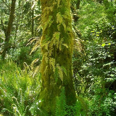 riparian bigleaf maple trunk with ferns, Rocky Creek Conservation Area, Key Peninsula, Pierce County, Washington
