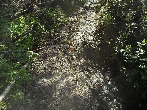 mudhole along road in powerline clearing at north edge of Rocky Creek Conservation Area, Key Peninsula, Pierce County, Washington