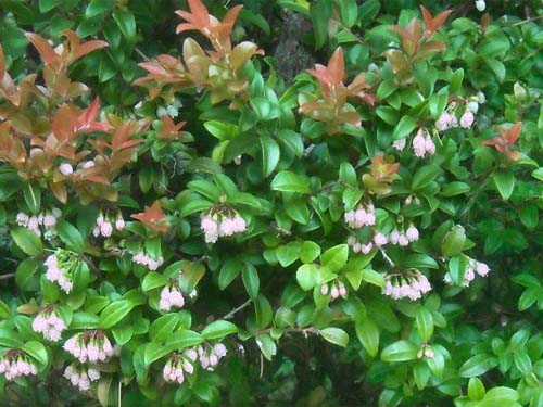 evergreen huckleberry Vaccinium ovatum, Rocky Creek Conservation Area, Key Peninsula, Pierce County, Washington