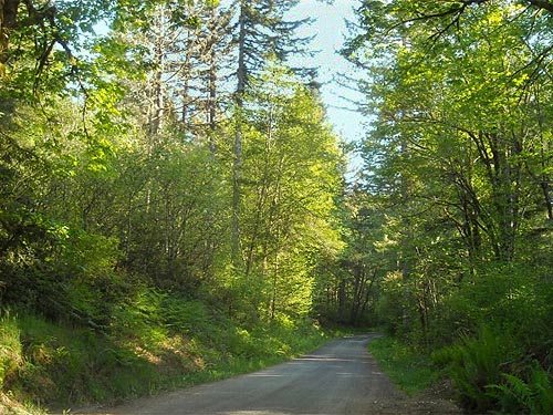 park road through Rocky Creek Conservation Area, Key Peninsula, Pierce County, Washington
