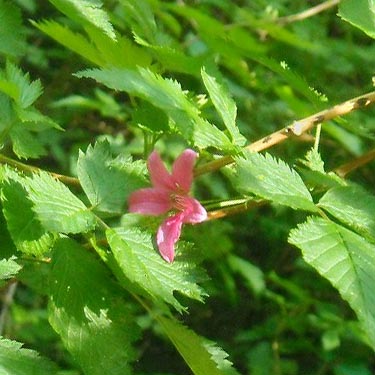 salmonberry flower Rubus spectabilis by main creek, Rocky Creek Conservation Area, Key Peninsula, Pierce County, Washington