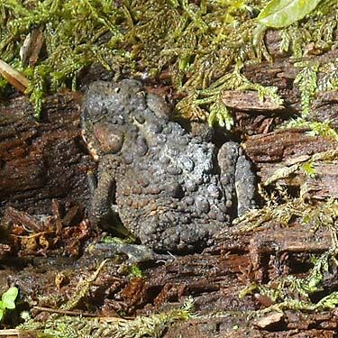 northern toad Bufo boreas beside Gee Creek, Rocky Creek Conservation Area, Key Peninsula, Pierce County, Washington