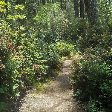 typical trail, Rocky Creek Conservation Area, Key Peninsula, Pierce County, Washington