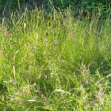grassy verge, south of Rocky Creek Conservation Area, Key Peninsula, Pierce County, Washington