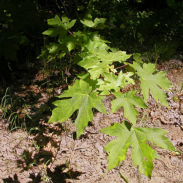 bigleaf maple leaves Acer macrophyllum, small tributary of Ruby Creek, Chelan County, Washington