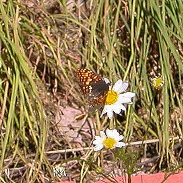 butterfly, Chlosyne sp., on daisy, small tributary of Ruby Creek, Chelan County, Washington