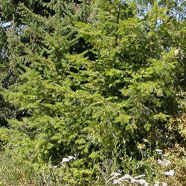 conifer foliage, north end of Tronsen Ridge, above Ruby Creek, Chelan County, Washington