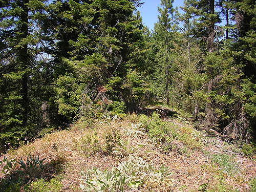 narrow ridge crest, north end of Tronsen Ridge, above Ruby Creek, Chelan County, Washington