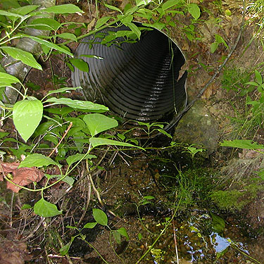 culvert of small tributary of Ruby Creek, Chelan County, Washington